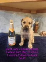 Sherry, a female Great Dane and Boerboel for sale in Greenville, TX – 1 of 1