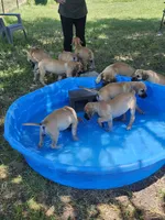 Pepsi, a female Great Dane and Boerboel for sale in Greenville, TX – 2 of 2