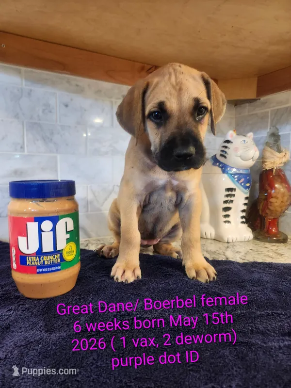 Peanut – Great Dane, Boerboel puppy for sale in Greenville, TX