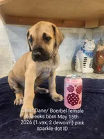 Raspberry, a female Great Dane and Boerboel for sale in Greenville, TX – 1 of 2