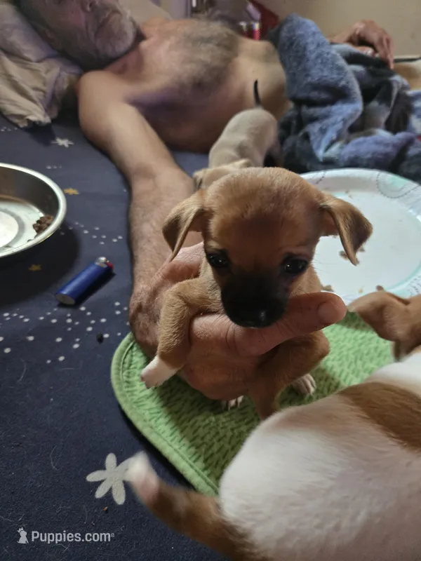 Baby tx – Chihuahua puppy for sale in Palestine, TX