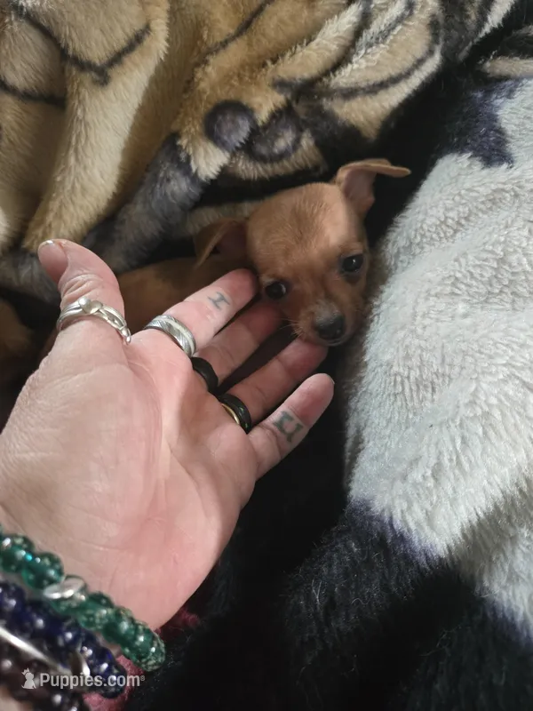 Red – Chihuahua puppy for sale in Palestine, TX
