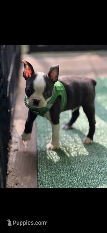 Max-AKC – Boston Terrier puppy for sale in Konawa, OK