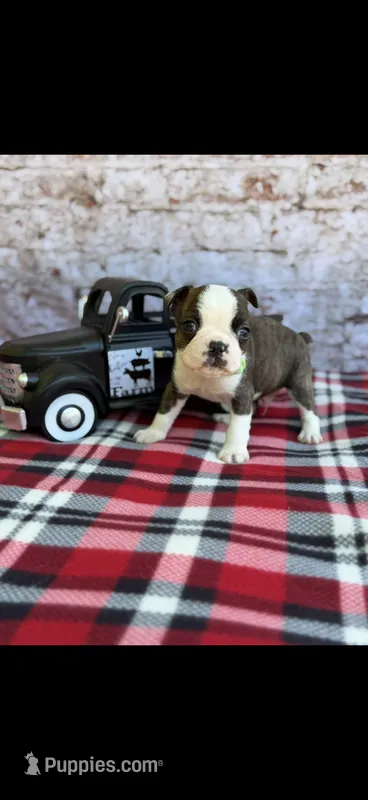 Tyson-AKC – Boston Terrier puppy for sale in Konawa, OK