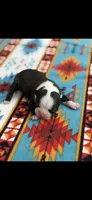 Wyatt-AKC, a male Boston Terrier for sale in Konawa, OK – 7 of 7