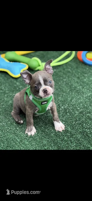Lane-AKC – Boston Terrier puppy on hold in Konawa, OK