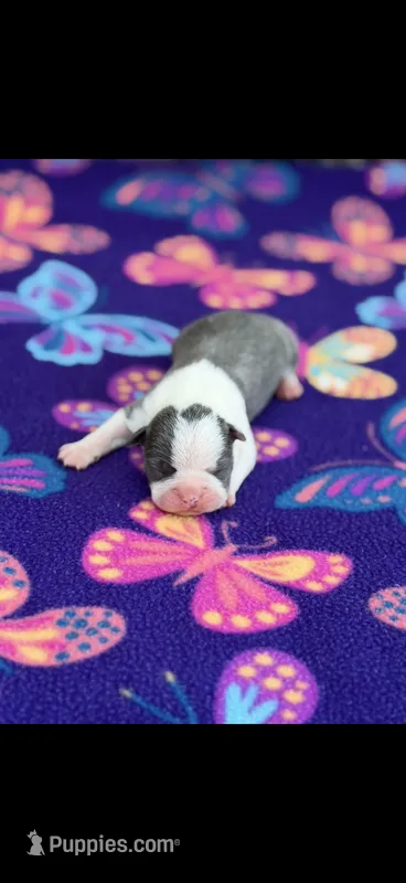 Bella-AKC – Boston Terrier puppy for sale in Konawa, OK