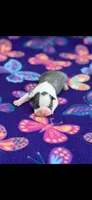 Bella-AKC, a female Boston Terrier for sale in Konawa, OK – 1 of 5