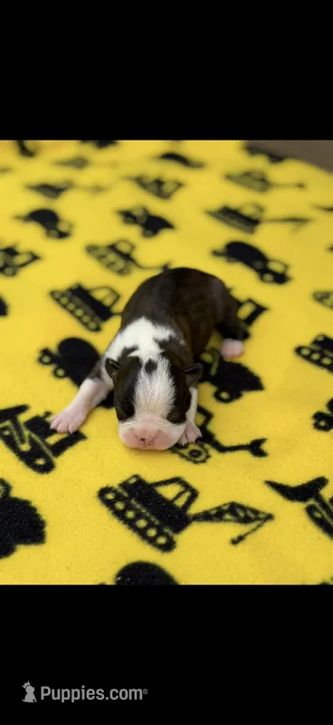 Winston-AKC – Boston Terrier puppy for sale in Konawa, OK