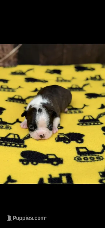 Winston-AKC – Boston Terrier puppy for sale in Konawa, OK