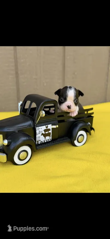 Winston-AKC – Boston Terrier puppy for sale in Konawa, OK