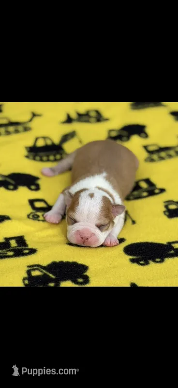 Oliver-AKC – Boston Terrier puppy for sale in Konawa, OK