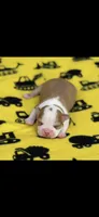 Oliver-AKC, a male Boston Terrier for sale in Konawa, OK – 1 of 6