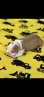 Oliver-AKC, a male Boston Terrier for sale in Konawa, OK – 5 of 6