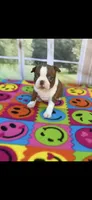 Annie-akc, a female Boston Terrier for sale in Konawa, OK – 3 of 10