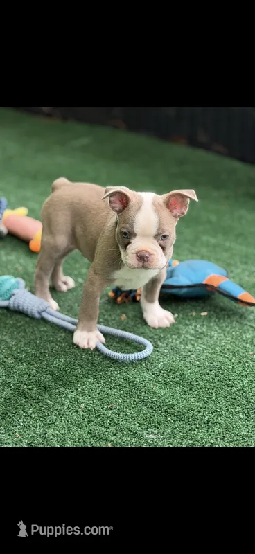 Luke-AKC – Boston Terrier puppy for sale in Konawa, OK