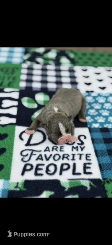 Lane-AKC – Boston Terrier puppy for sale in Konawa, OK