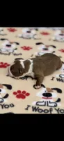 Rocky-AKC, a male Boston Terrier for sale in Konawa, OK – 8 of 8