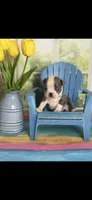 Chrissy-AKC, a female Boston Terrier for sale in Konawa, OK – Photo 1 of 10