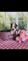 Chrissy-AKC, a female Boston Terrier for sale in Konawa, OK – Photo 2 of 10