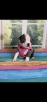 Chrissy-AKC, a female Boston Terrier for sale in Konawa, OK – Photo 5 of 10