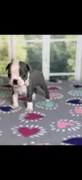 Chrissy-AKC, a female Boston Terrier for sale in Konawa, OK – Photo 4 of 10