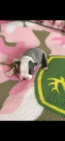 Chrissy-AKC, a female Boston Terrier for sale in Konawa, OK – Photo 9 of 10