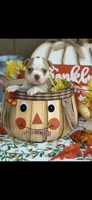 Oliver-AKC, a male Boston Terrier for sale in Konawa, OK – 7 of 10