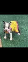 Avery-AKC, a female Boston Terrier for sale in Konawa, OK – 4 of 8