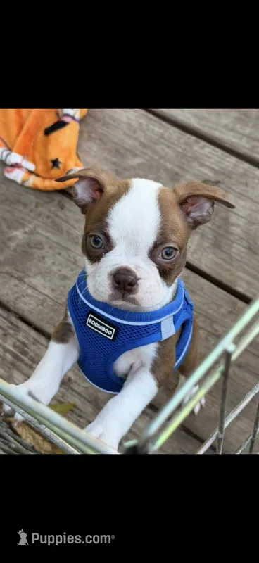 Coco-AKC, a male Boston Terrier for sale in Konawa, OK – 1 of 10