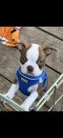 Coco-AKC, a male Boston Terrier for sale in Konawa, OK – 1 of 10