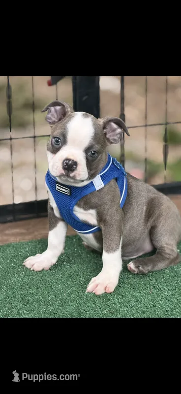 Jesse-AKC – Boston Terrier puppy for sale in Konawa, OK
