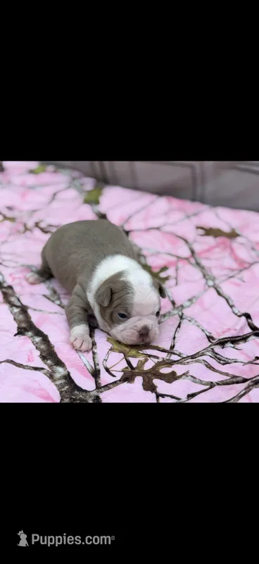 Gracie-AKC – Boston Terrier puppy for sale in Konawa, OK