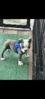 Henry-AKC, a male Boston Terrier for sale in Konawa, OK – 10 of 10