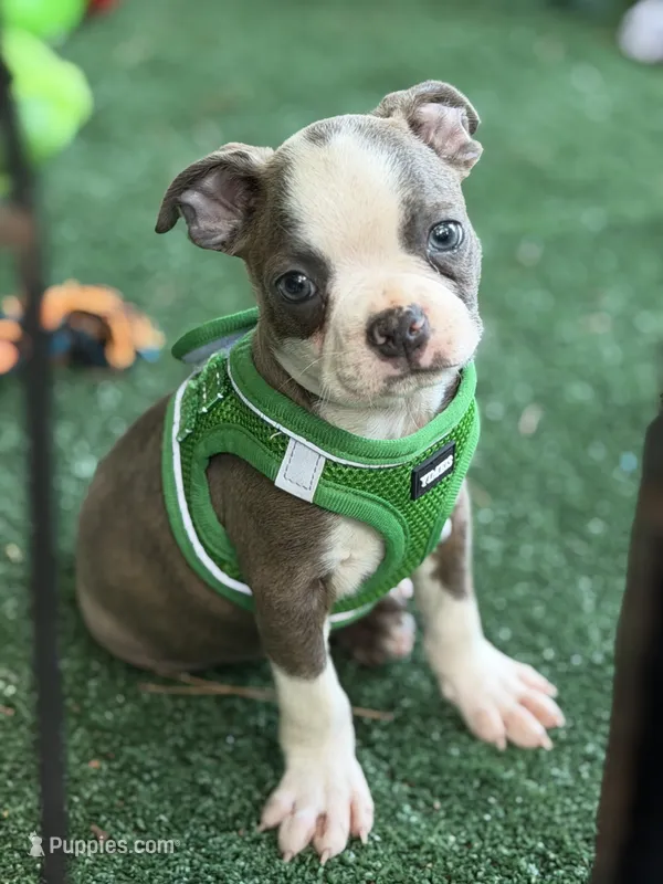 Jesse-AKC – Boston Terrier puppy for sale in Konawa, OK