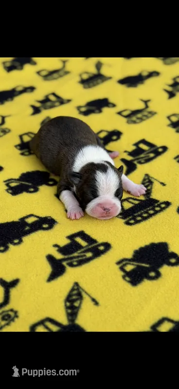 Jace-AKC – Boston Terrier puppy for sale in Konawa, OK