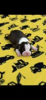 Jace-AKC, a male Boston Terrier for sale in Konawa, OK – 1 of 8