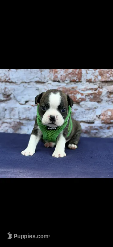 Jase-AKC – Boston Terrier puppy for sale in Konawa, OK