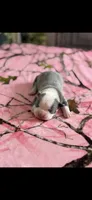 Izzy-AKC, a female Boston Terrier for sale in Konawa, OK – Photo 1 of 10