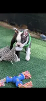 Max-AKC, a male Boston Terrier for sale in Konawa, OK – 5 of 10