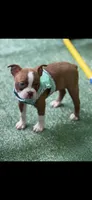 Reese-AKC, a female Boston Terrier for sale in Konawa, OK – 2 of 9