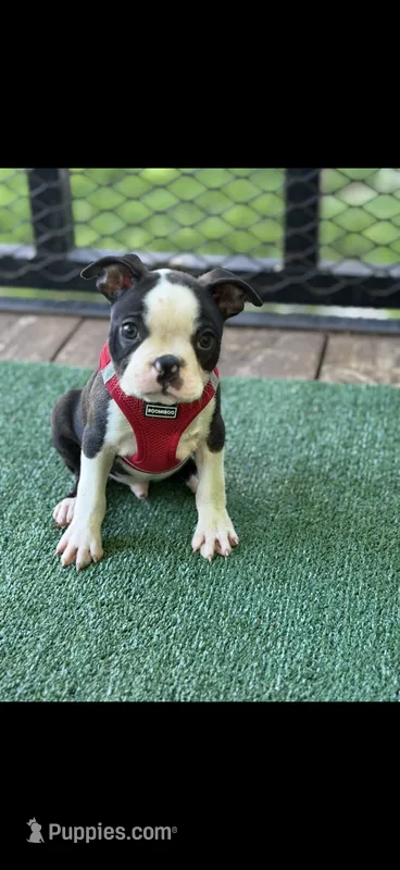 Bolt-AKC – Boston Terrier puppy for sale in Konawa, OK