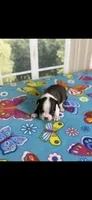Molly-AKC, a female Boston Terrier for sale in Konawa, OK – Photo 4 of 9