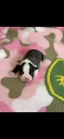 Molly-AKC, a female Boston Terrier for sale in Konawa, OK – Photo 9 of 9