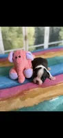 Molly-AKC, a female Boston Terrier for sale in Konawa, OK – Photo 2 of 9