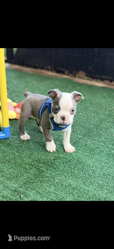 Henry-AKC – Boston Terrier puppy for sale in Konawa, OK
