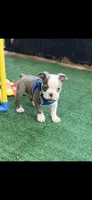 Henry-AKC, a male Boston Terrier for sale in Konawa, OK – 1 of 10