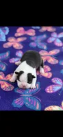 Amy-AKC, a female Boston Terrier for sale in Konawa, OK – Photo 4 of 6