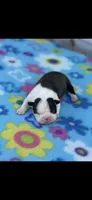 Amy-AKC, a female Boston Terrier for sale in Konawa, OK – Photo 3 of 6