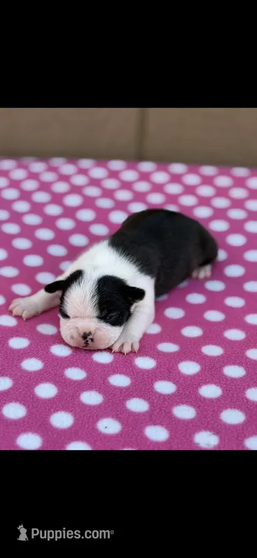 Amy-AKC – Boston Terrier puppy on hold in Konawa, OK